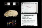 Foto (Objekt + Etikett) von Decapoda indet.  (NHMW-GEO-2014-0194-0948)